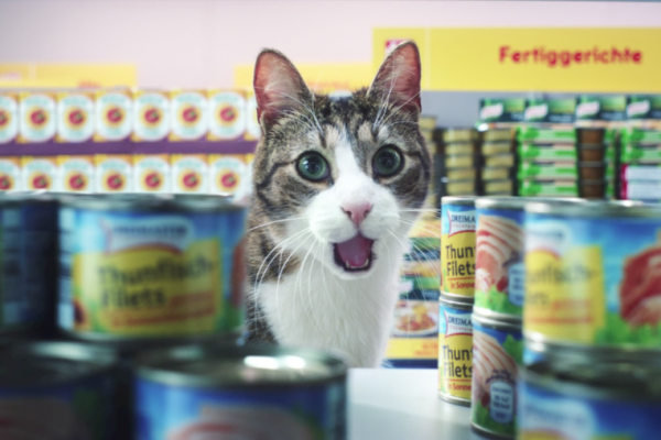 Sponsored Video: Katzen präsentieren die Markenvielfalt von Netto